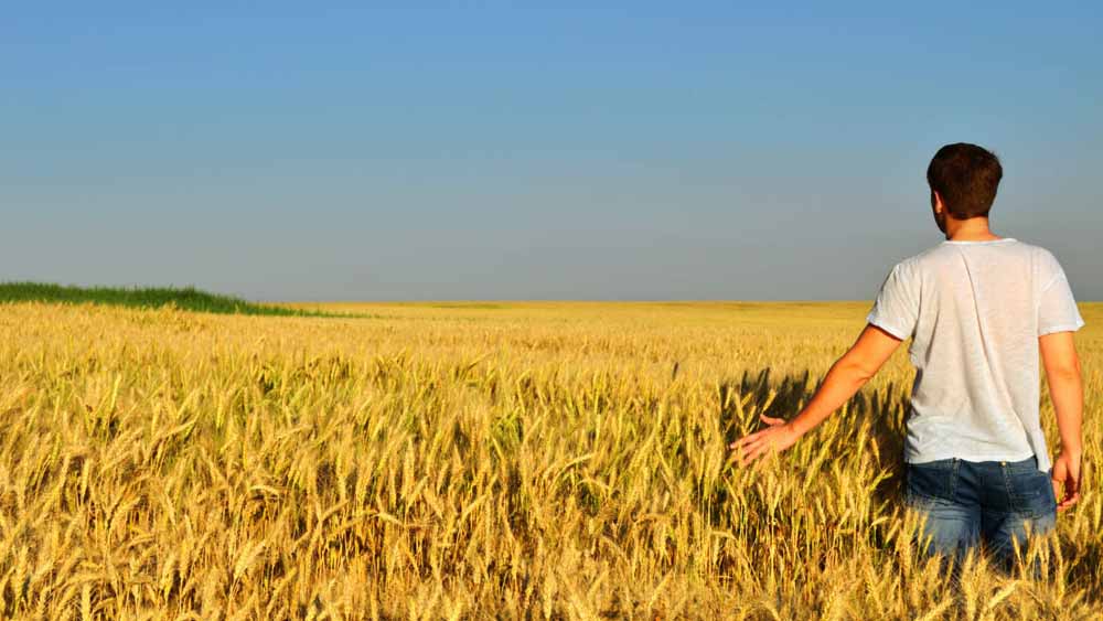 Banca nazionale delle Terre Agricole 2026, oltre 14 mila ettari disponibili per imprese e giovani agricoltori